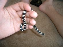 New Baby Calking