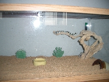 Jalapeno's home