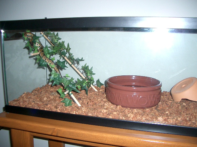 Jungle Gym