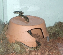Through the pot