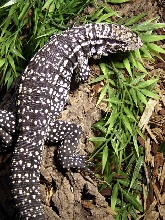 10 month old Chacoan