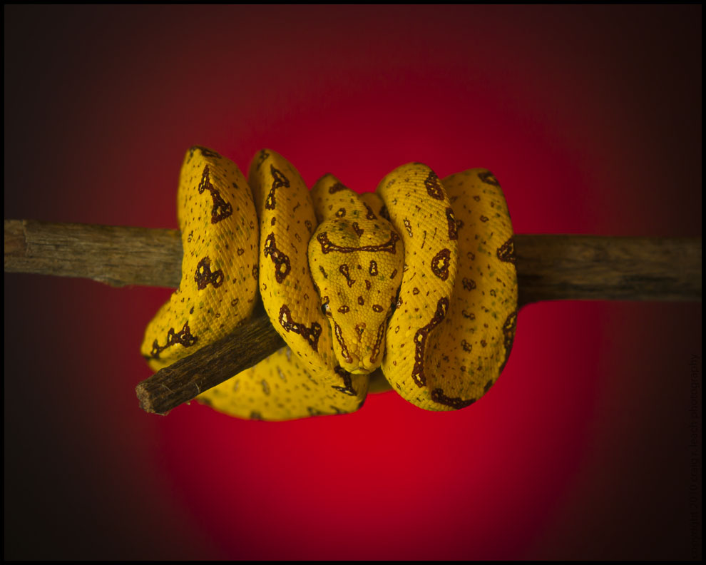Juvenile Biak Island GTP
