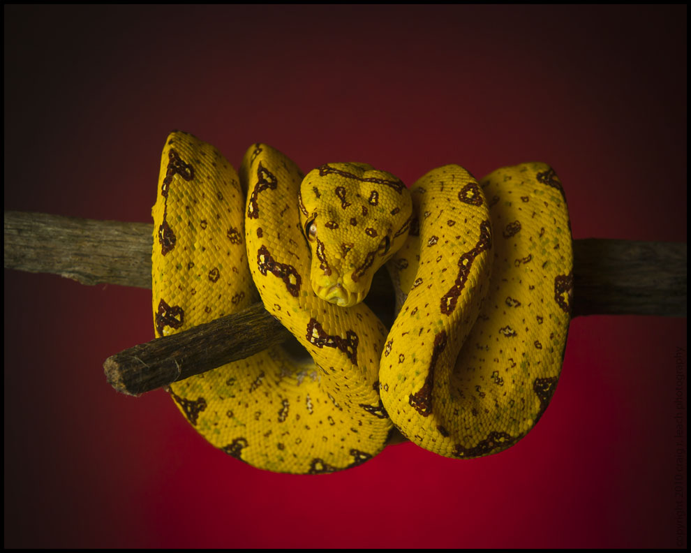 Juvenile Biak Island GTP 2