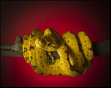 Juvenile Biak Island GTP 3