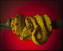 Juvenile Biak Island GTP 4