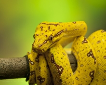 Juvenile Biak Island GTP 8