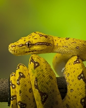 Juvenile Biak Island GTP 9