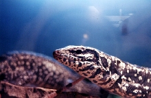 adult female Columbian B&W tegu
