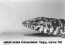 adult Male Columbian Tegu