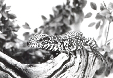 lil baby female columbian B&W tegu