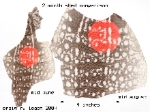 shed comparison