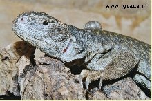 U. acanthinura nigriventris