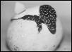 Varanus indicus