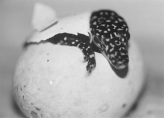 Varanus indicus