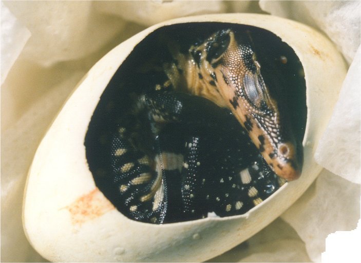 Varanus salvator