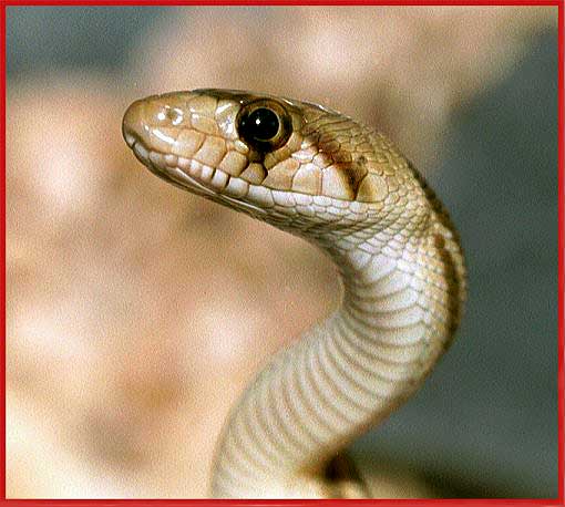 Snakus onbekendus