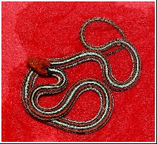 Thamnophis sirtalis tetrataenia
