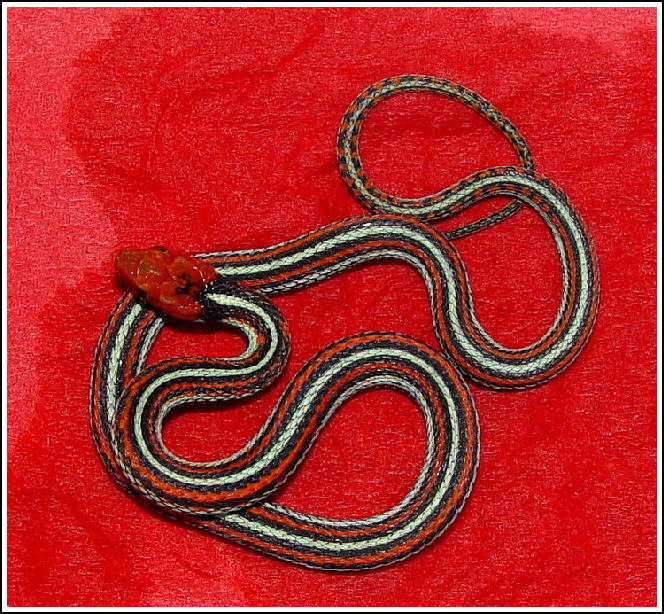 Thamnophis sirtalis tetrataenia