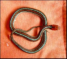 Thamnophis sirtalis tetrataenia