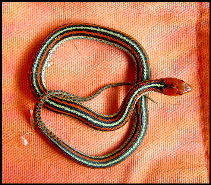 Thamnophis sirtalis tetrataenia