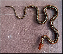Thamnophis sirtalis tetrataenia