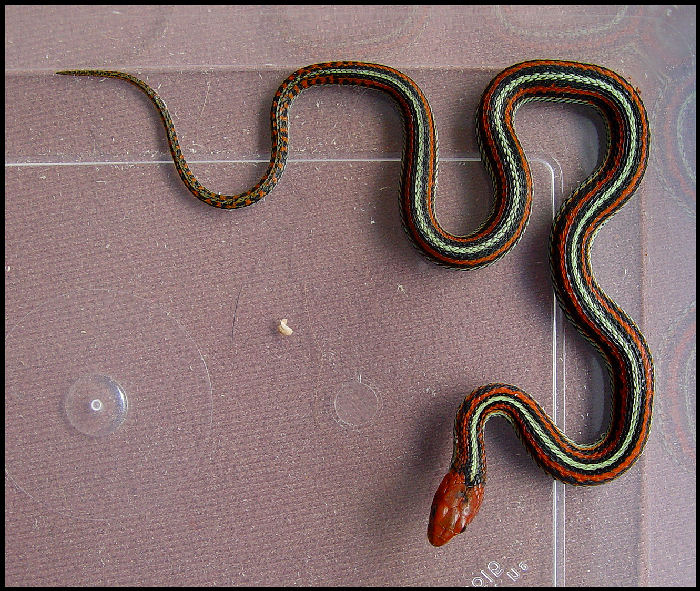 Thamnophis sirtalis tetrataenia