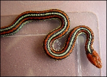 Thamnophis sirtalis tetrataenia