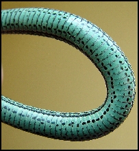 Thamnophis sirtalis tetrataenia