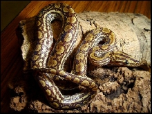 Epicrates cenchria -unknown subspecies-