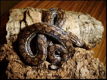 Epicrates cenchria -unknown subspecies-