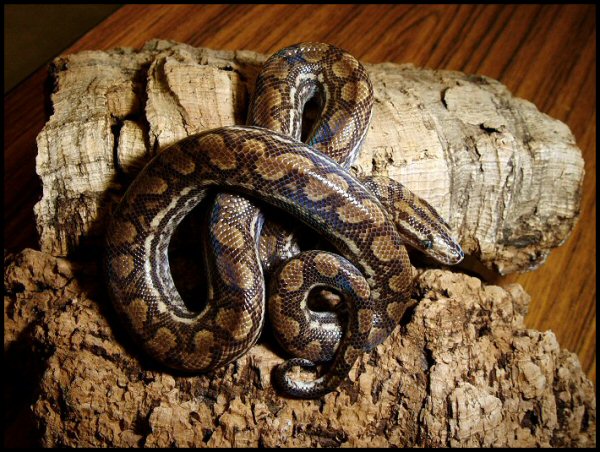 Epicrates cenchria -unknown subspecies-