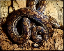 Epicrates cenchria -unknown subspecies-
