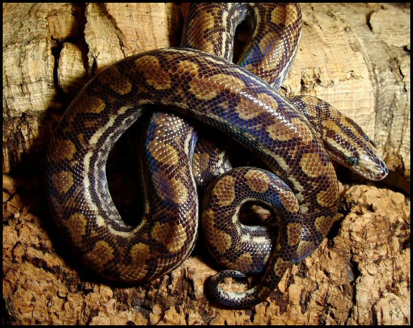 Epicrates cenchria -unknown subspecies-