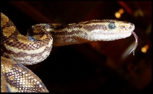 Epicrates cenchria -unknown subspecies-