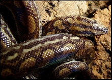 Epicrates cenchria -unknown subspecies-