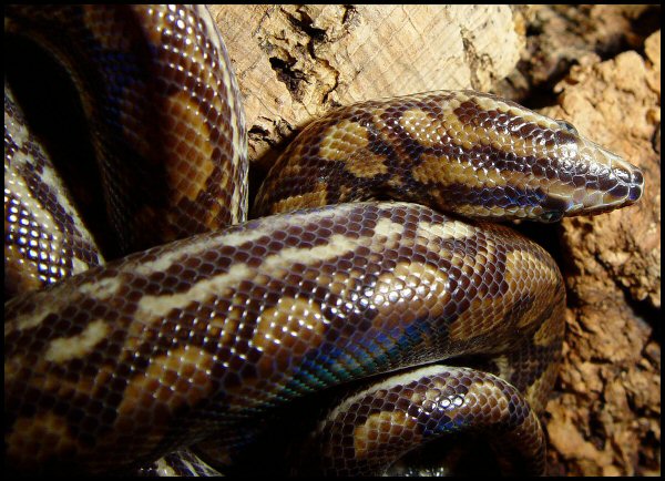 Epicrates cenchria -unknown subspecies-