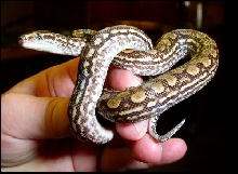 Epicrates cenchria -unknown subspecies-
