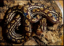 Epicrates cenchria -unknown subspecies-