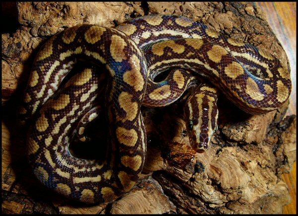 Epicrates cenchria -unknown subspecies-