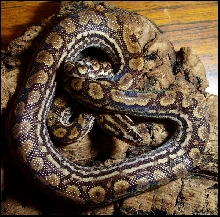 Epicrates cenchria -unknown subspecies-