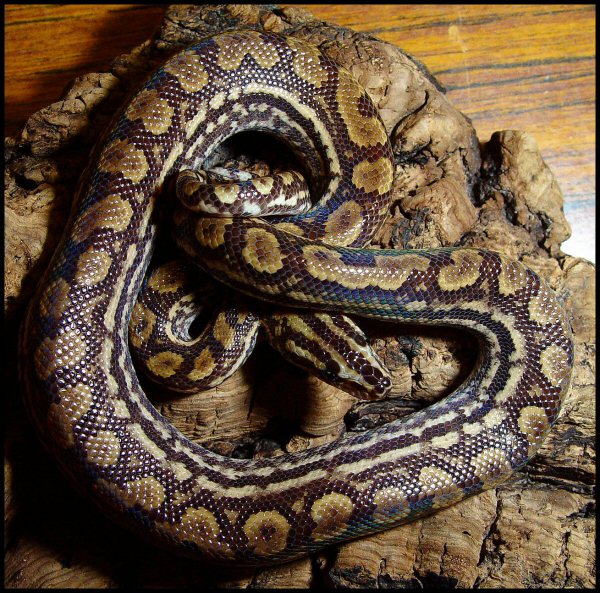 Epicrates cenchria -unknown subspecies-