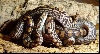 Epicrates cenchria -unknown subspecies-