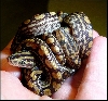 Epicrates cenchria -unknown subspecies-