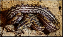 Epicrates cenchria -unknown subspecies-