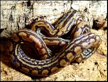 Epicrates cenchria -unknown subspecies-