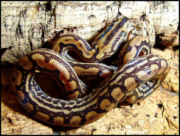 Epicrates cenchria -unknown subspecies-