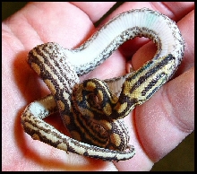 Epicrates cenchria -unknown subspecies-