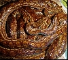 Epicrates cenchria -unknown subspecies-