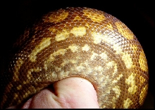 Epicrates cenchria -unknown subspecies-