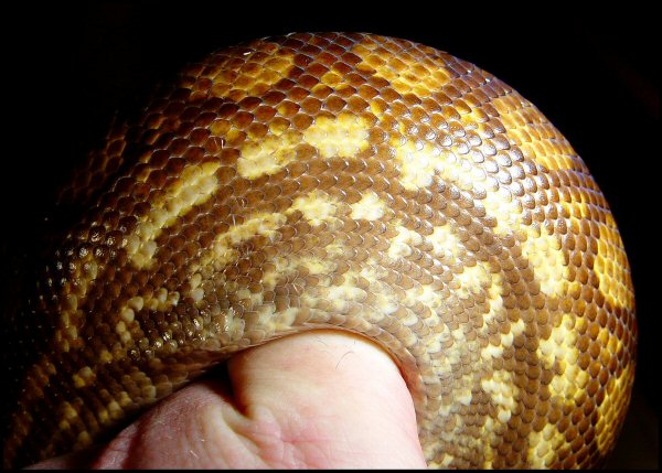 Epicrates cenchria -unknown subspecies-